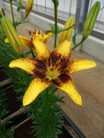 [4015 Tiger Play No02.JPG]